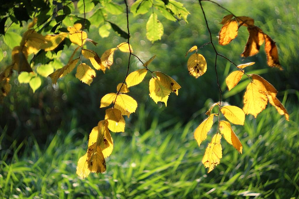 Peaceful morning corner with journal, candle, small plant and natural morning light