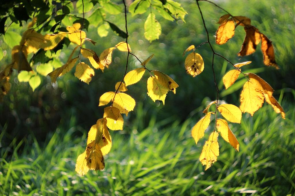 Small plant next to sunny window